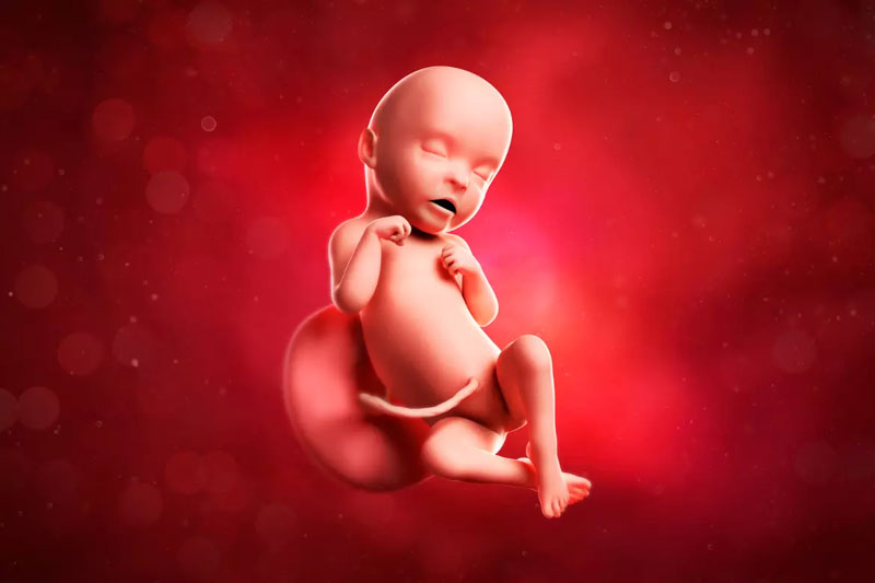 How many calories does the fetus need? جنین چه مقدار کالری نیاز دارد؟ synergyseeds سینرژیک سید